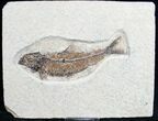 Knightia Fish Fossil - Wyoming #7522-1